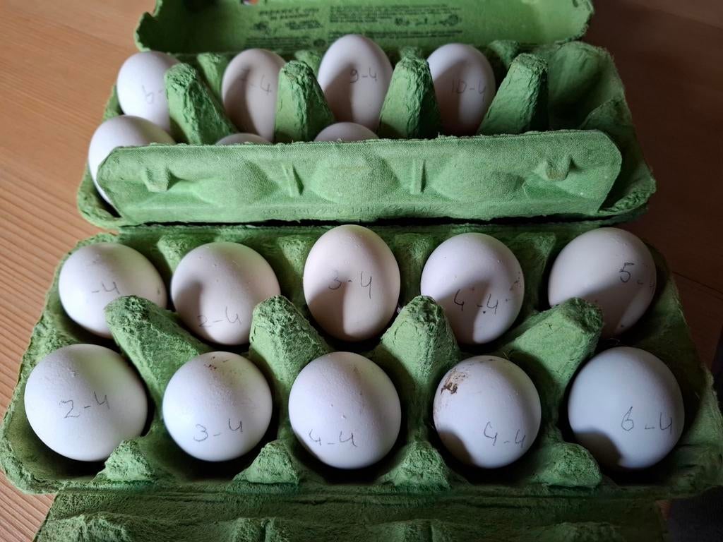 Broedeieren, Dieren en Toebehoren, Pluimvee, Geslacht onbekend, Kip