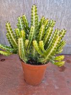 Euphorbia Lactea p17 (1), Ophalen of Verzenden, Halfschaduw, Minder dan 100 cm