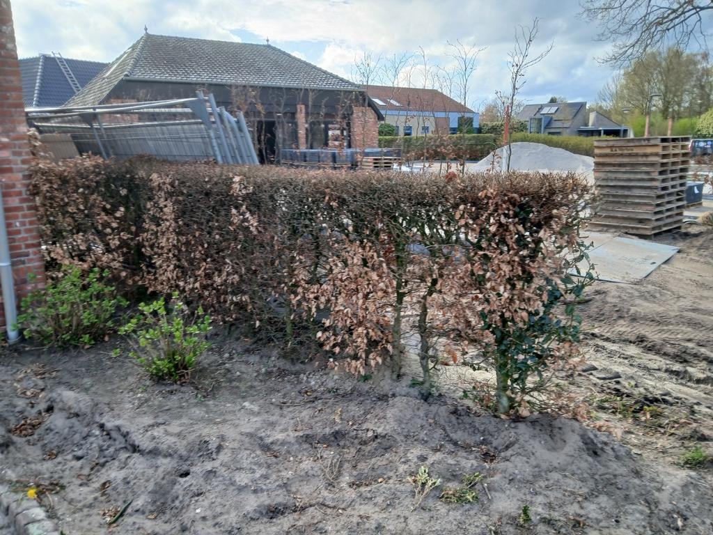 Beukenhaag 4.5 meter, Tuin en Terras, Ophalen, Beukenhaag, 100 tot 250 cm