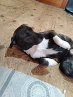 Liefe teef Stafford zoekt een thuis adoptie, Particulier, Overige rassen, 1 tot 2 jaar, Buitenland