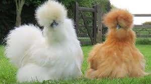 KNUFFELKIPPEN., Dieren en Toebehoren, Pluimvee, Kip, Vrouwelijk