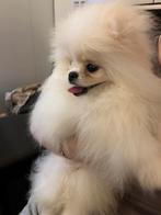 Pomeranian, Dieren en Toebehoren, België, Particulier, Keeshond, Reu