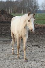 vrolijke, brave, 4 jarige palomino e-pony ruin, E pony (1.48m - 1.57m), Met stamboom, Ruin, Zadelmak