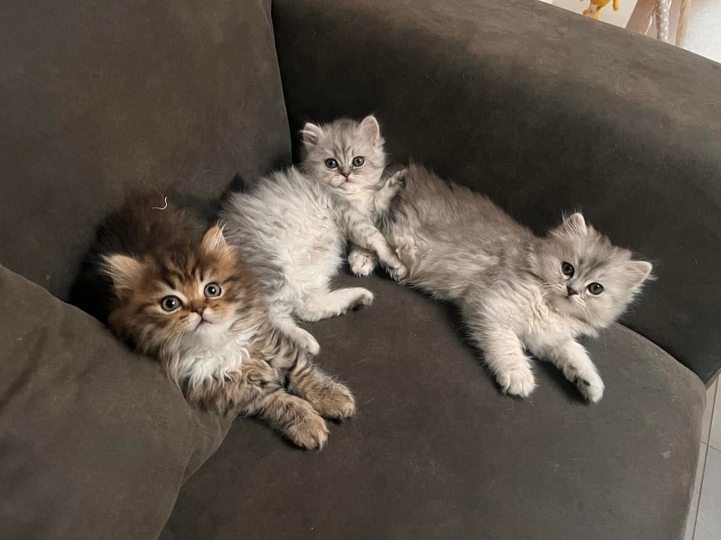 Brits britse langhaar kittens, Dieren en Toebehoren, Meerdere dieren, Ontwormd, 0 tot 2 jaar