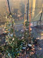 hedra's, Tuin en Terras, Planten | Tuinplanten, Volle zon, Vaste plant, Zomer, Ophalen