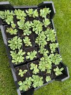 Witte Sedum, Tuin en Terras, Overige soorten, Volle zon, Vaste plant, Ophalen of Verzenden