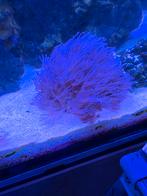 Verschillende stekjes., Vis, Zoutwatervis