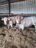 2 STIEREN, Dieren en Toebehoren, Runderen, Mannelijk, 0 tot 2 jaar