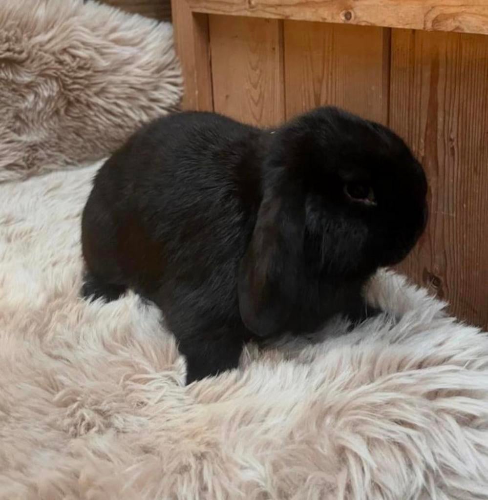 Lief tam Nederlands hangoor dwergkonijntje NHD, Dieren en Toebehoren, Konijnen, Dwerg, Hangoor