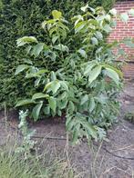 Walnoten boom/notenboom, Overige soorten, 100 tot 250 cm, Zomer, Ophalen