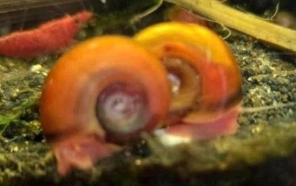 Roze Ramshoorn slakken, Dieren en Toebehoren, Ophalen, Nieuw, Plant(en), Steen of Hout