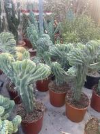 Cactus Myrtillocactus Geometrizans Cristaat Monstruosa pot25, Ophalen, Minder dan 100 cm, Bloeiende kamerplant, Volle zon