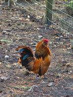 Baardkriel Haantje, Dieren en Toebehoren, Mannelijk, Kip