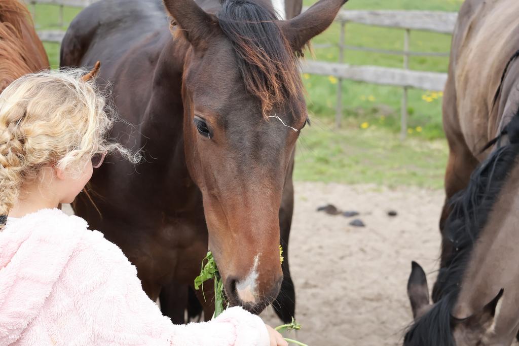 Diverse paarden beschikbaar, Dieren en Toebehoren, Merrie, Met stamboom, 0 tot 2 jaar