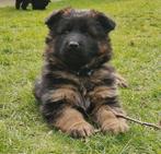 Super sociale oud duitse herder pups, langh., NOG 1 TEEFJE, Dieren en Toebehoren, Honden | Herdershonden en Veedrijvers, 8 tot 15 weken