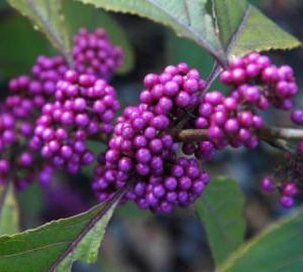 Callicarpa, Ophalen, Overige soorten, Struik, Minder dan 100 cm