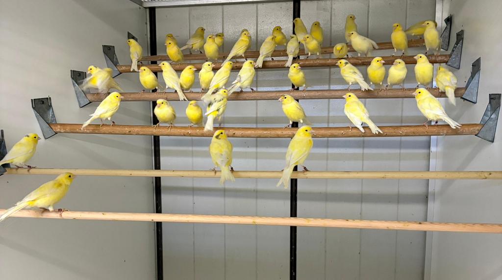 Te koop kanarie poppen, Dieren en Toebehoren, Vrouwelijk, Kleurkanarie
