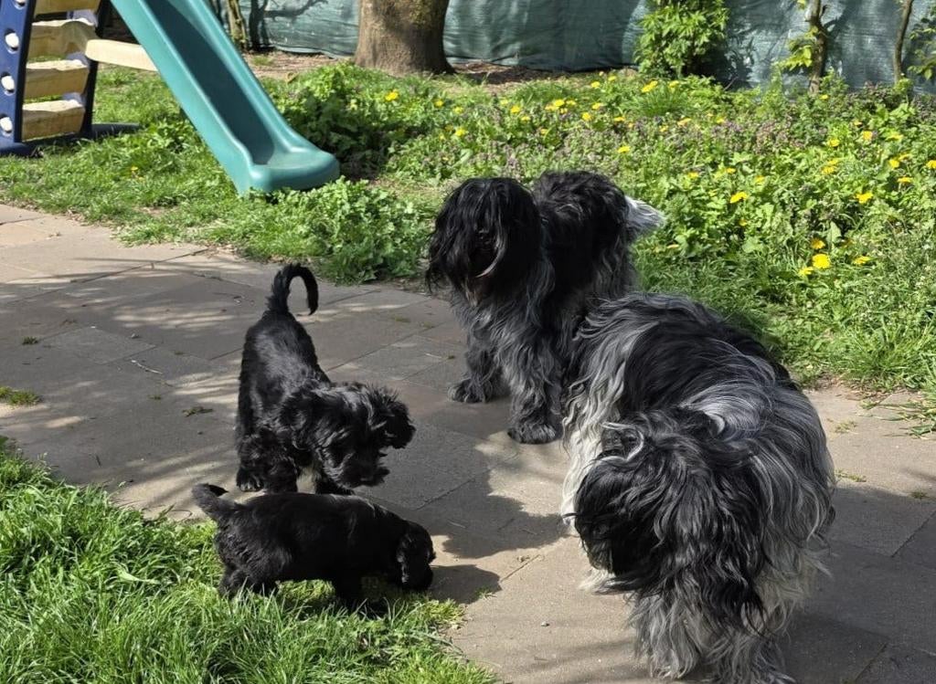 Mooie schapendoes pups met stamboom, Parvo, 8 tot 15 weken, Schapendoes, Meerdere