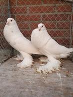 Hollandse kroppers wit, Dieren en Toebehoren, Meerdere dieren