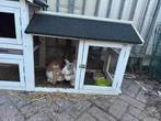 Twee konijen inclusief binnen buiten hok, Dieren en Toebehoren, Konijnen, Mannelijk, Middelgroot