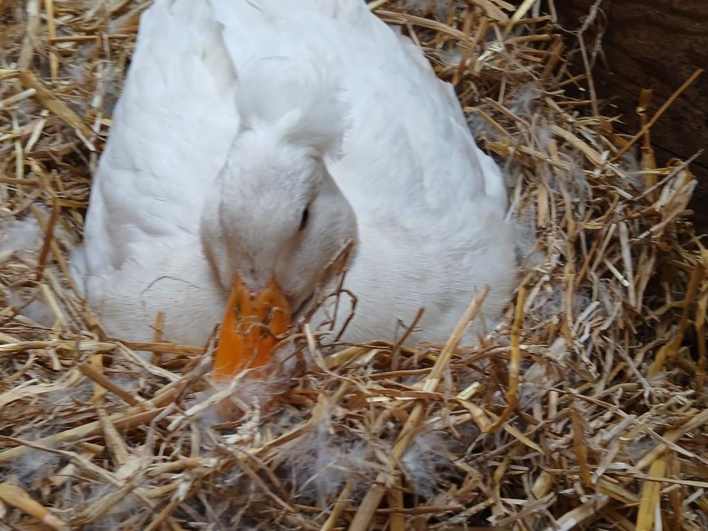 Oud Hollandse kuifeend lees omschrijving, Dieren en Toebehoren, Meerdere dieren, Eend