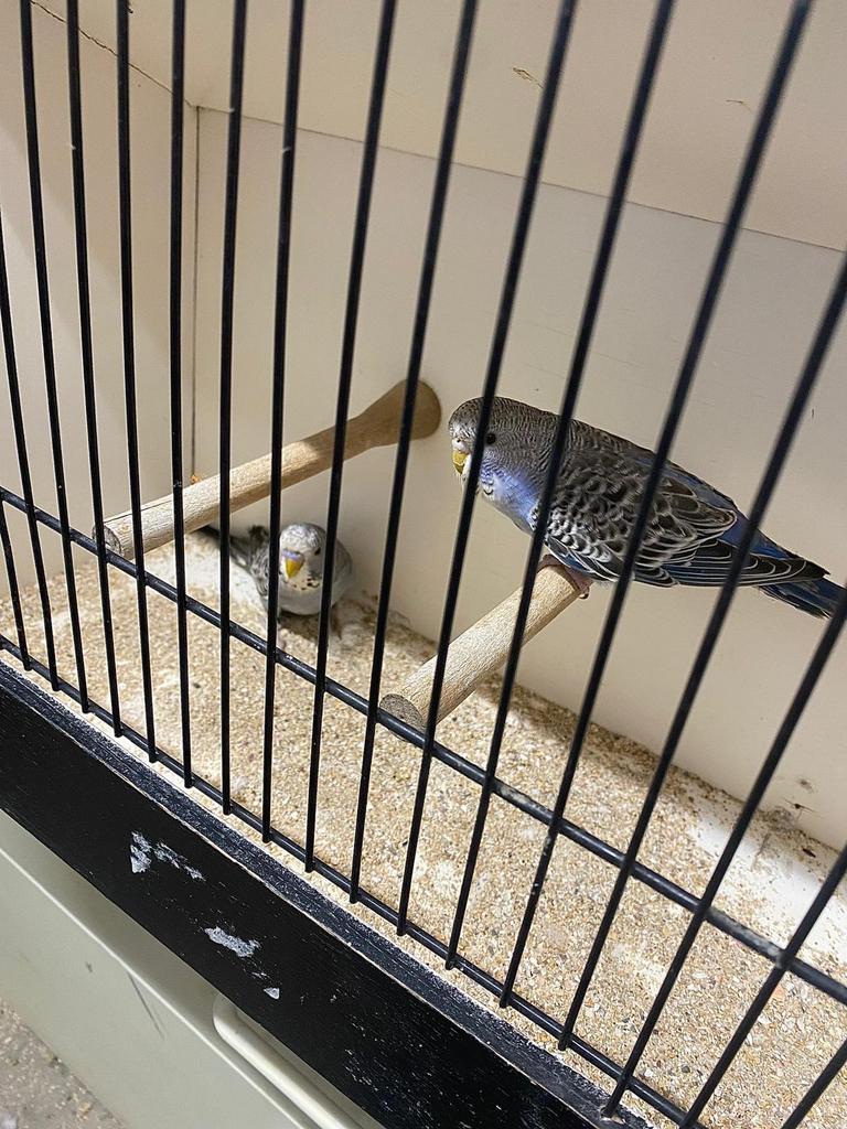 Split blackface grasparkieten, Dieren en Toebehoren, Meerdere dieren