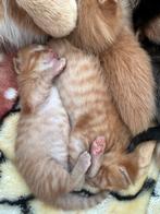 Prachtige kittens te koop –Gezond en knuffelig te reserveren, Meerdere dieren