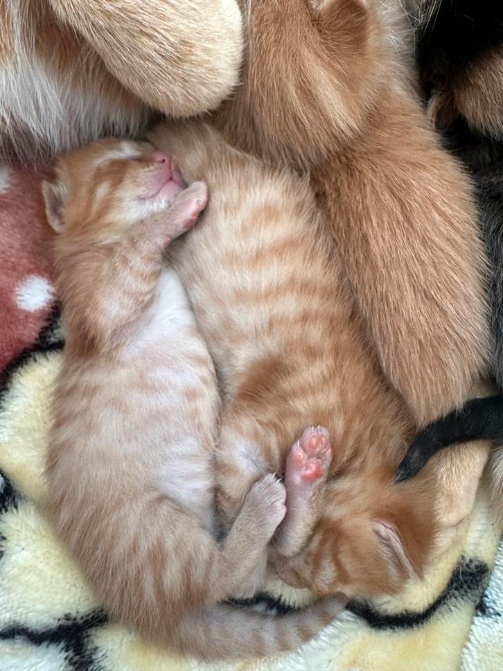 prachtige katten Nog1oranje mannetje،2 vrouwtjes beschikbaar, Dieren en Toebehoren, Katten en Kittens | Overige Katten, Meerdere dieren
