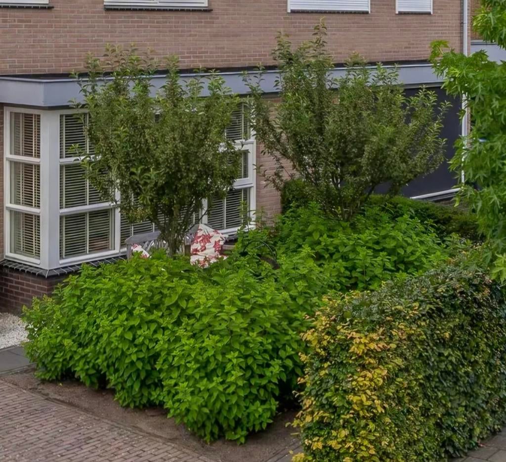 Sierappelboom, Ophalen, Volle zon, Overige soorten