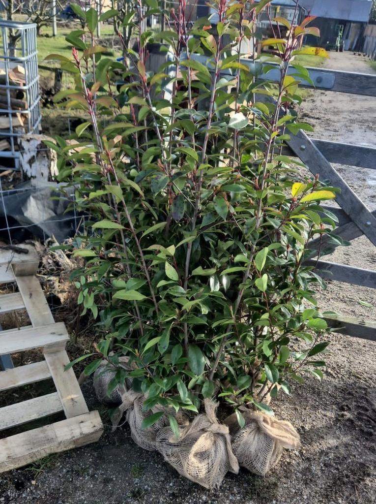 Photinia Red Robin, Ophalen of Verzenden, Overige soorten