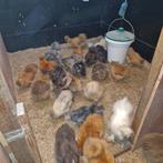 Usa kuikens, Dieren en Toebehoren, Pluimvee, Vrouwelijk, Kip