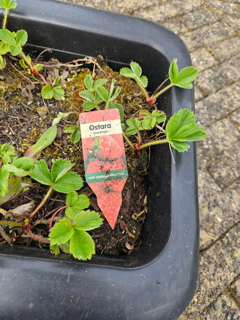 Ostara en Furore aardbeienplanten in bakken, Ophalen, Fruitplanten, Volle zon