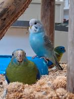 4 super lieve vogels, Dieren en Toebehoren, Meerdere dieren, Parkiet, Tam