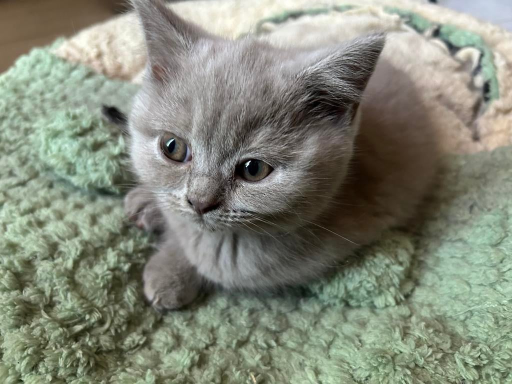 Prachtige Britse korthaar kittens, Dieren en Toebehoren, Katten en Kittens | Raskatten | Langhaar, Poes, Ingeënt, 0 tot 2 jaar