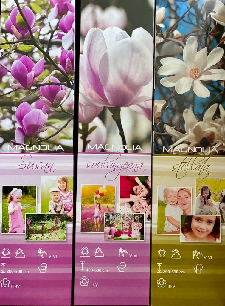 Te koop Magnolia tuinplant(en) per stuk of mix van 3 stuks, Ophalen of Verzenden, Lente, Overige soorten, Halfschaduw