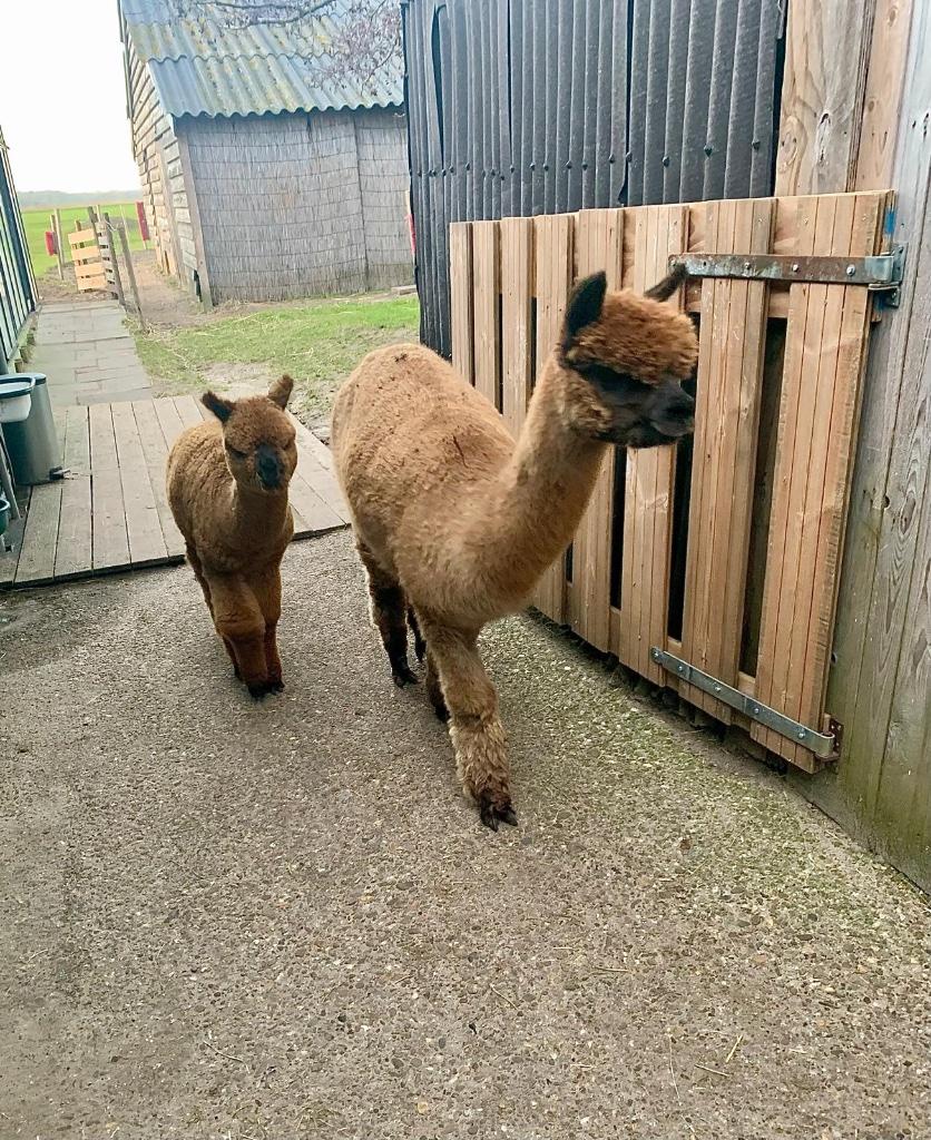 Alpaca's, Dieren en Toebehoren, Juni, Vrouwelijk
