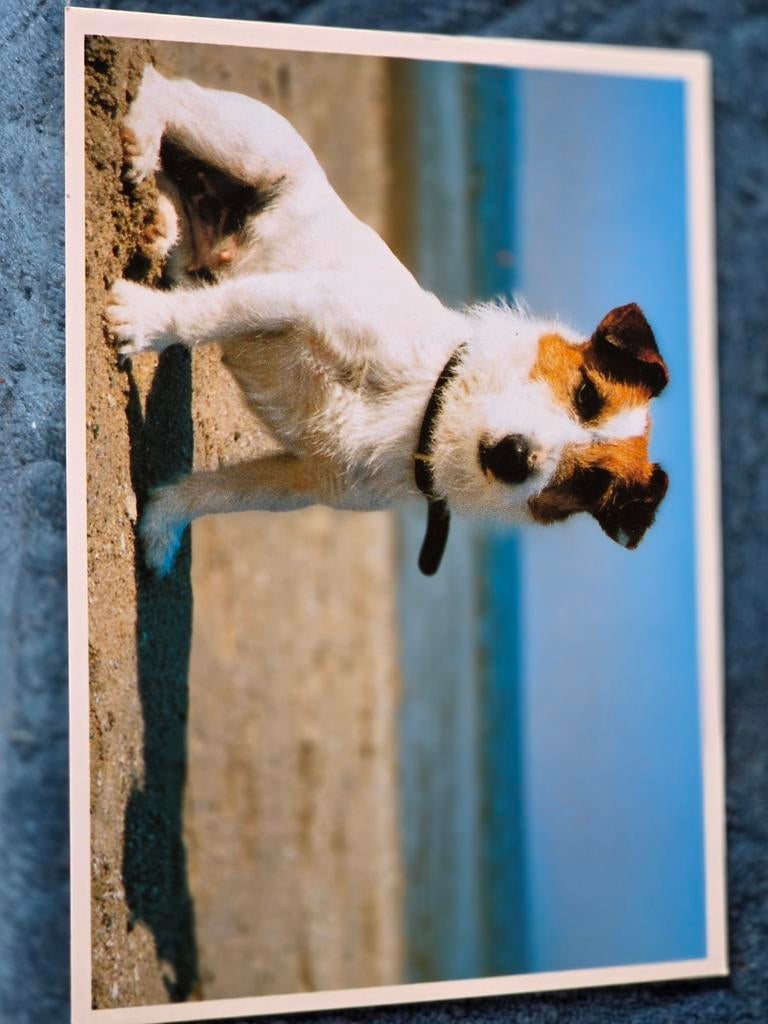 Leuke Jack Russell Terrier hond op ansichtkaart, Ophalen of Verzenden, 1980 tot heden, Ongelopen, Natuur