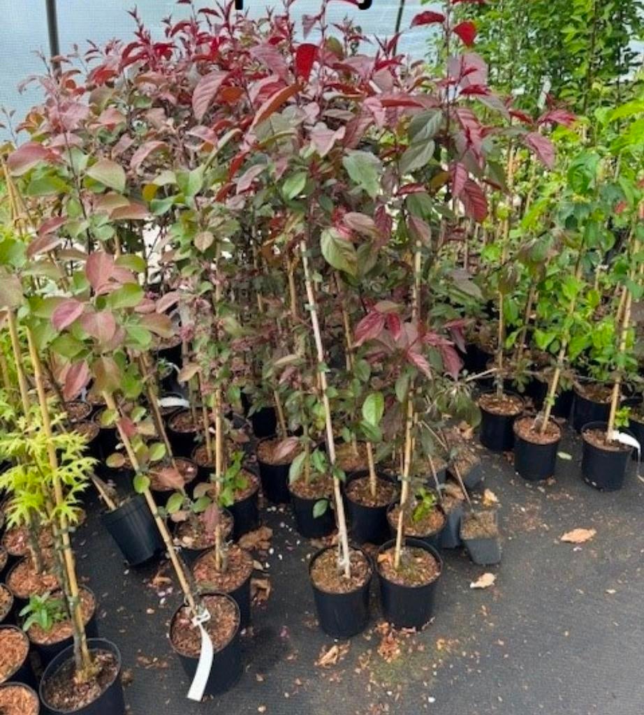 Restpartij sierappel diverse soorten 100-125 cm 7,50 euro!, Ophalen of Verzenden, Eenjarig, Overige soorten, Volle zon