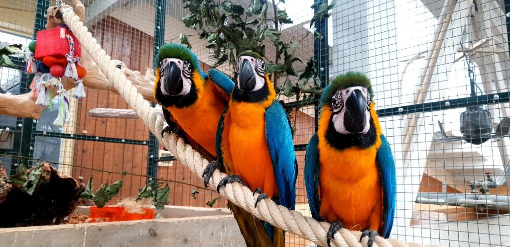 VERWACHT | Jonge Baby Blauw Gele Aras | Lief | Getraind, Dieren en Toebehoren, Vogels | Parkieten en Papegaaien, Papegaai, Meerdere dieren