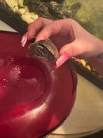 2 jonge muskus schildpadden , waterschildpad. met papieren, Schildpad, 0 tot 2 jaar