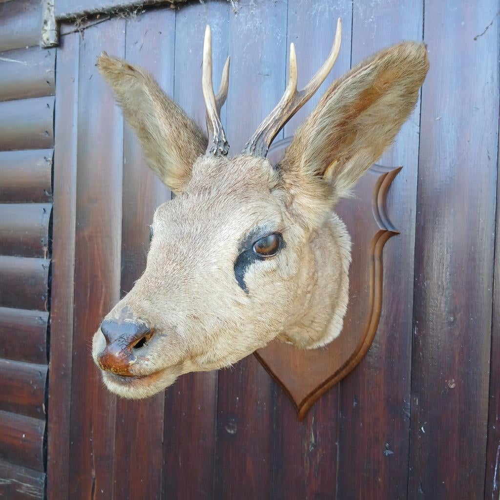 Opgezette hertenkop met gewei, Ophalen of Verzenden, Gebruikt, Hert, Gewei of Kop