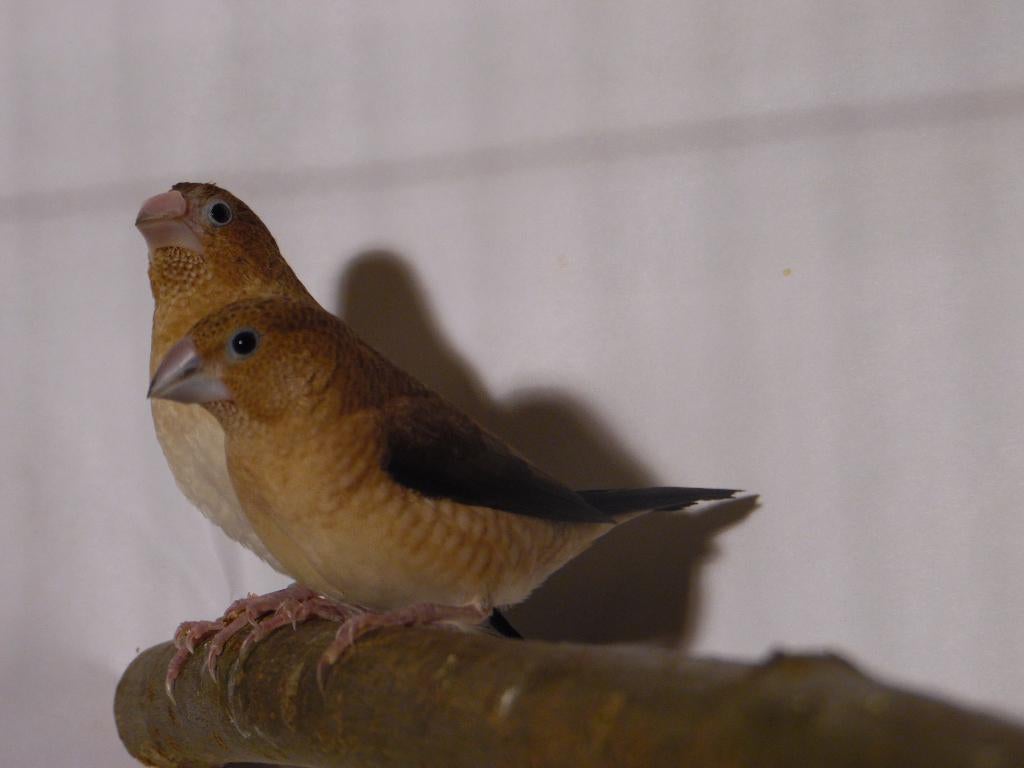 Japanse meeuw | Tropische vogels | Deskundig advies