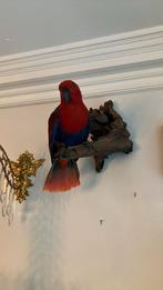 Opgezette edelpapegaai, Ophalen of Verzenden, Vogel, Opgezet dier