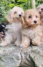 Lieve gezelschapshondjes havapoo pups nog twee stuks, Dieren en Toebehoren, CDV (hondenziekte), Overige rassen, 8 tot 15 weken