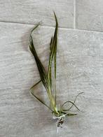 Cryptocoryne spiralis per plant, Vis