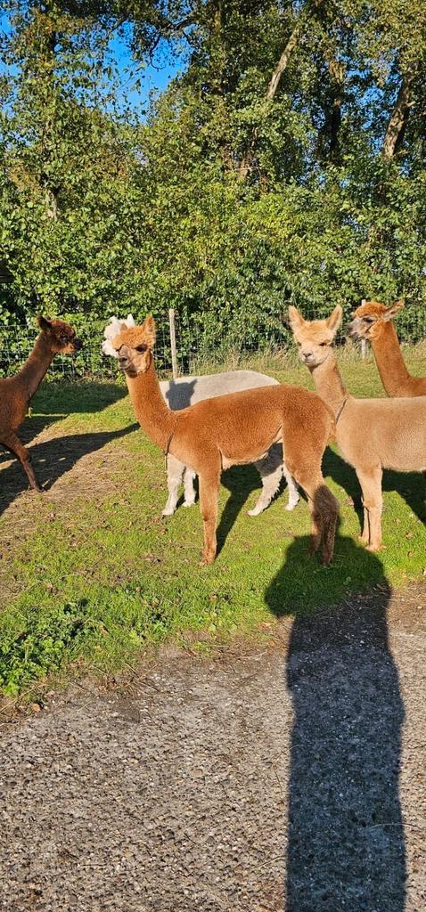 Jonge alpaca hengsten, Dieren en Toebehoren, Overige Dieren, Mannelijk, Juli
