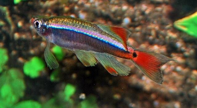 Hobbyaquarium Tanichthys albonubes Longfin /  Danio Longfin, Dieren en Toebehoren, Vissen | Aquariumvissen, Zoetwatervis, Vis