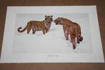 Antieke kleurenlitho - Siberische tijger - Circa 1900 !!, Ophalen of Verzenden
