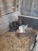 Brahma haantjes, Dieren en Toebehoren, Pluimvee, Mannelijk, Kip