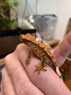 Crested gecko wimpergekko, Dieren en Toebehoren, Hagedis, 0 tot 2 jaar